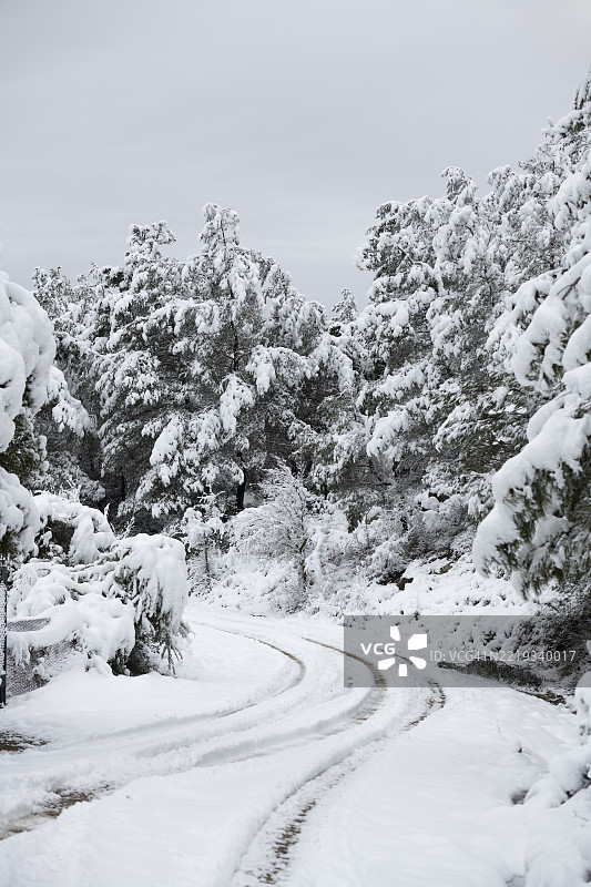 被雪覆盖的弯曲乡村道路图片素材