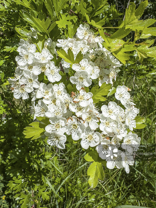 瑞典斯科纳县伊斯塔德市的山楂花（Crataegus）图片素材