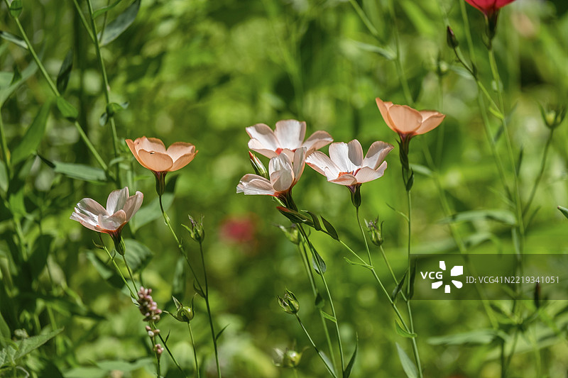 亚麻“鲑鱼”(Linum grandiflorum),齐尔莱因,明斯特地区,北莱茵-威斯特法伦,德国,欧洲图片素材