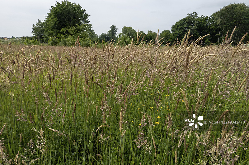 德国北莱茵-威斯特法伦州的布尔洛，夏季田野中生长的草地草和野花，欧洲图片素材