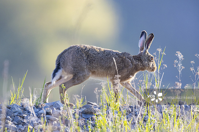 欧洲野兔（Lepus europaeus）德国图片素材