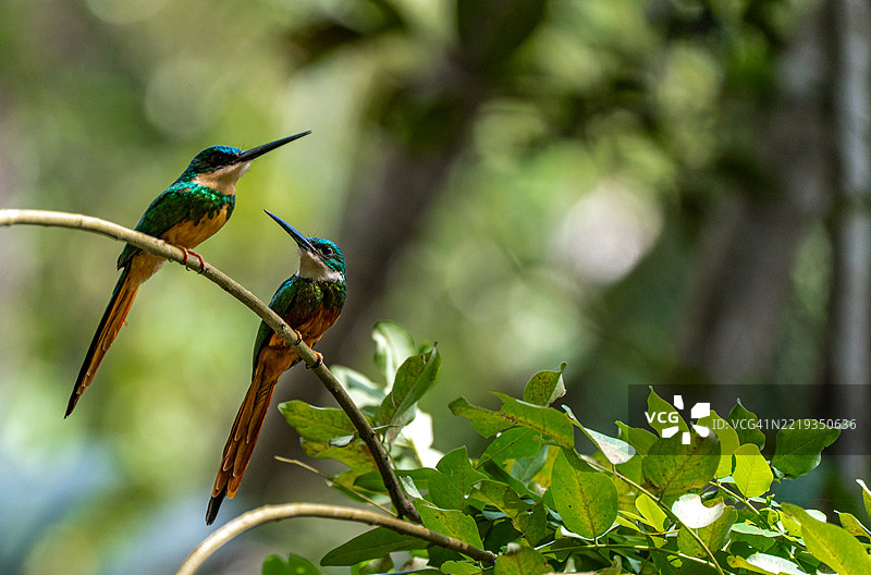 一对红尾杰卡玛鸟在哥伦比亚南美洲的泰罗纳国家公园美丽的拉皮西纳海滩，位于加勒比海和圣玛尔塔山脉的脚下。图片素材
