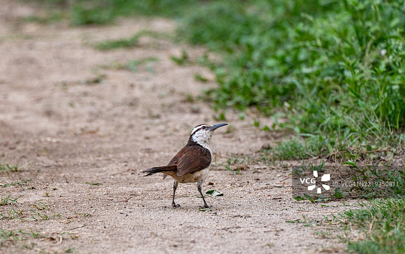 在哥伦比亚南美洲的塔约纳国家公园美丽的拉皮西纳海滩上，双色鹪鹩鸟栖息在加勒比海和圣玛尔塔山脉的脚下。图片素材