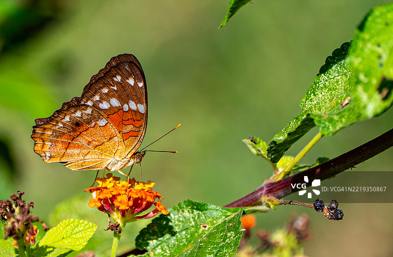 在哥伦比亚南美洲的塔伊罗纳国家公园，加勒比海和圣玛尔塔山脉脚下，美丽的拉皮西纳海滩附近，一只海湾凤蝶。图片素材