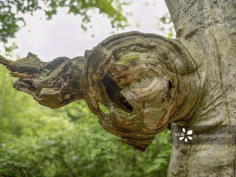 赛巴堡原始森林，莱因哈德斯瓦尔德地区，霍夫盖斯马尔，黑森州，德国，欧洲，独眼巨人橡树的一根树枝的拆除现场，枯树干。图片素材