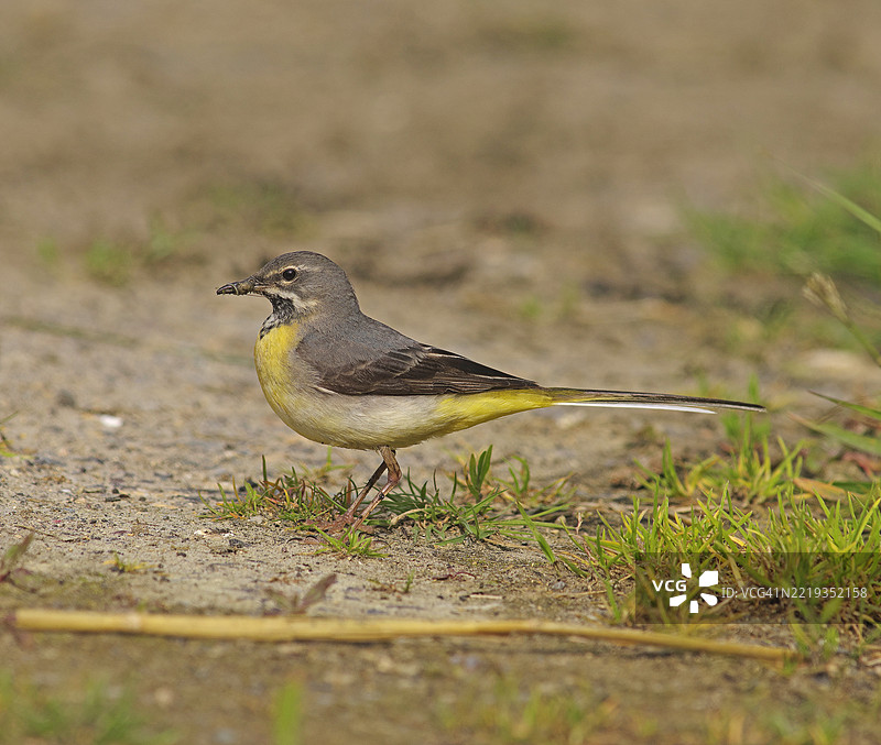 灰鹡鸰 [Motacilla cinerea]图片素材