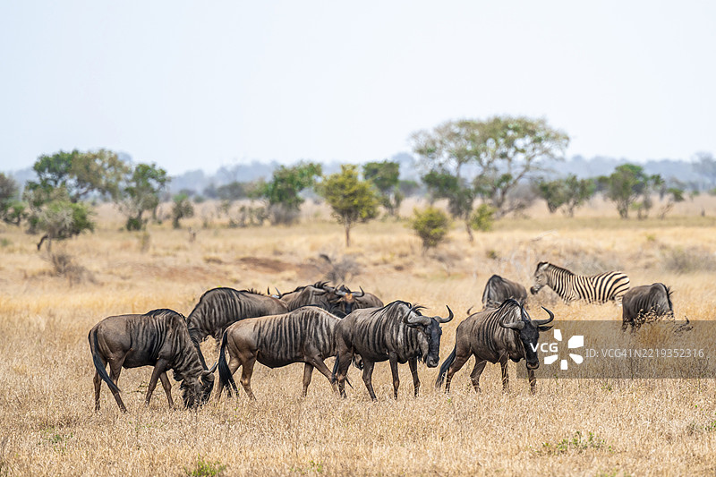 蓝角羚（Connochaetes taurinus）在干燥草地上的群体，非洲草原，克鲁格国家公园，南非，非洲图片素材