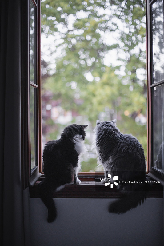 两只猫坐在窗台上图片素材
