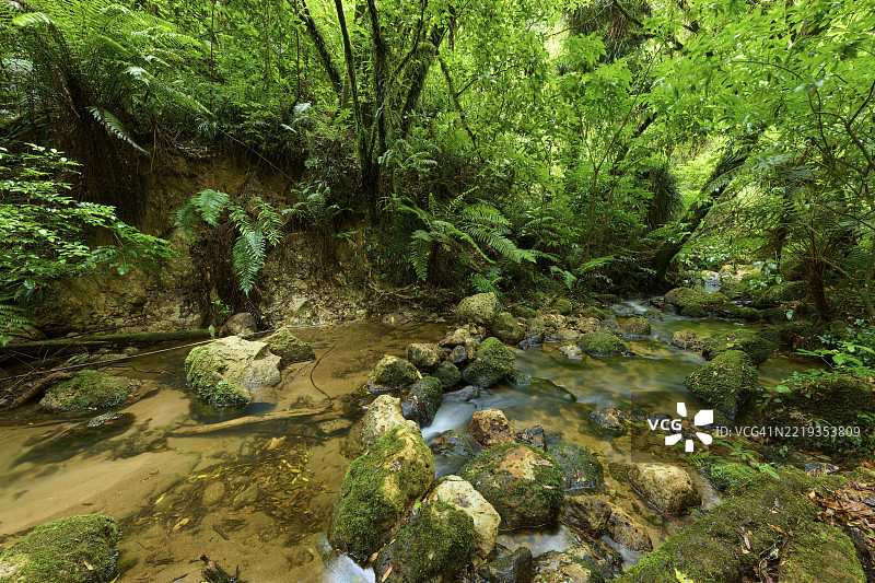 一条小溪流经茂密的绿色森林，满是苔藓和石头，瀑布步道，麦克拉伦瀑布公园，奥马纳瓦，新西兰北岛，南太平洋图片素材