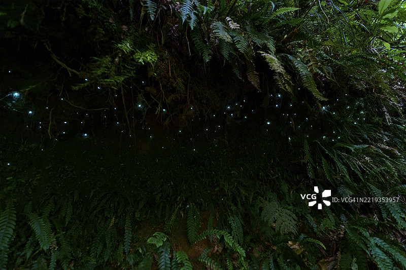 生物发光，发光虫（Arachnocampa luminosa），真菌蚊的幼虫（Mycetophilidae），瀑布步道，麦克拉伦瀑布公园，奥马纳瓦，新西兰北岛，大洋洲图片素材