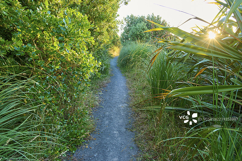 狭窄的小路穿过茂密的绿色植被，阳光透过树叶洒下，位于新西兰北岛塔拉纳基的奥普纳基。图片素材