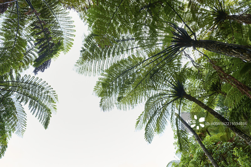 透过雨林中郁郁葱葱的蕨类植物树冠仰望天空，麦克拉伦瀑布公园，新西兰北岛，奥西亚图片素材