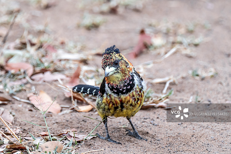 冠顶啄木鸟（Trachyphonus vaillantii）或黑背啄木鸟，位于南非克鲁格国家公园的地面上，非洲图片素材