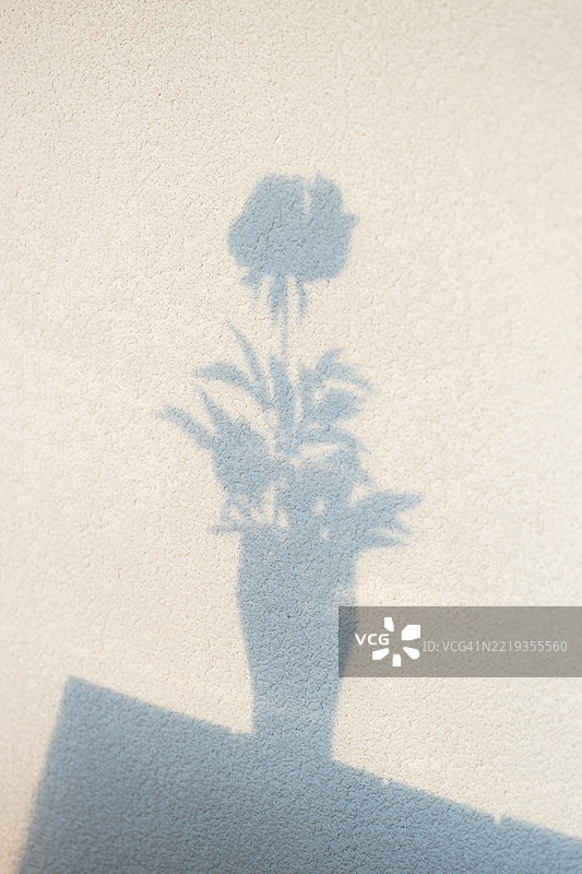 精致的花卉布置在白色墙壁上的阴影图片素材