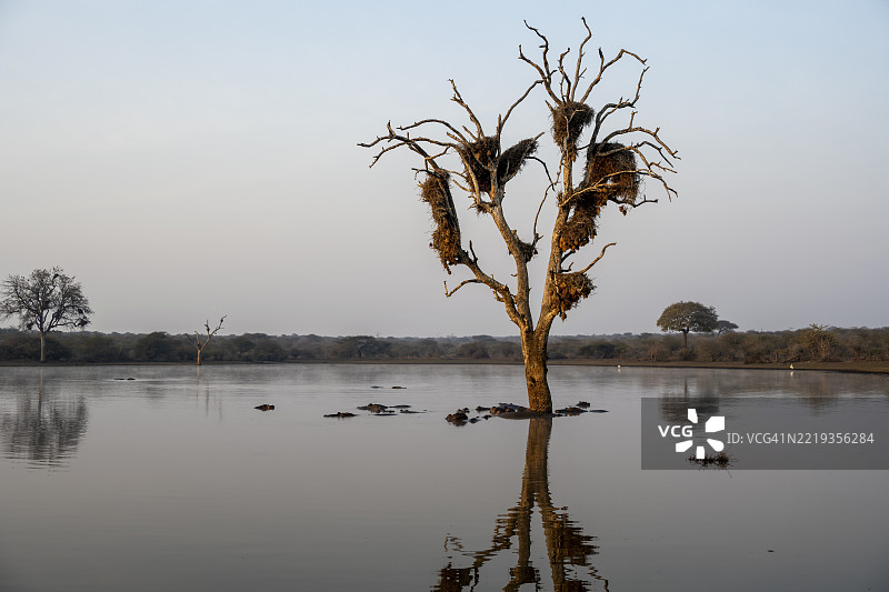 宁静的湖泊，倒映着满是鸟巢的枯树，水中有一群成年河马（Hippopotamus amphibius），在晨光中，克鲁格国家公园，南非，非洲图片素材