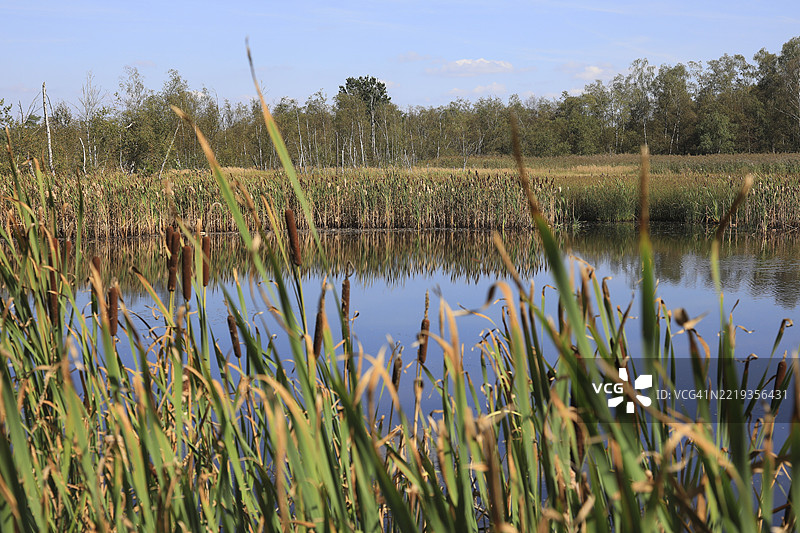 捷克共和国卡罗维发利地区弗兰季谢科维拉涅附近的埃格尔盆地的苏斯沼泽地，波西米亚，欧洲，国家自然保护区图片素材