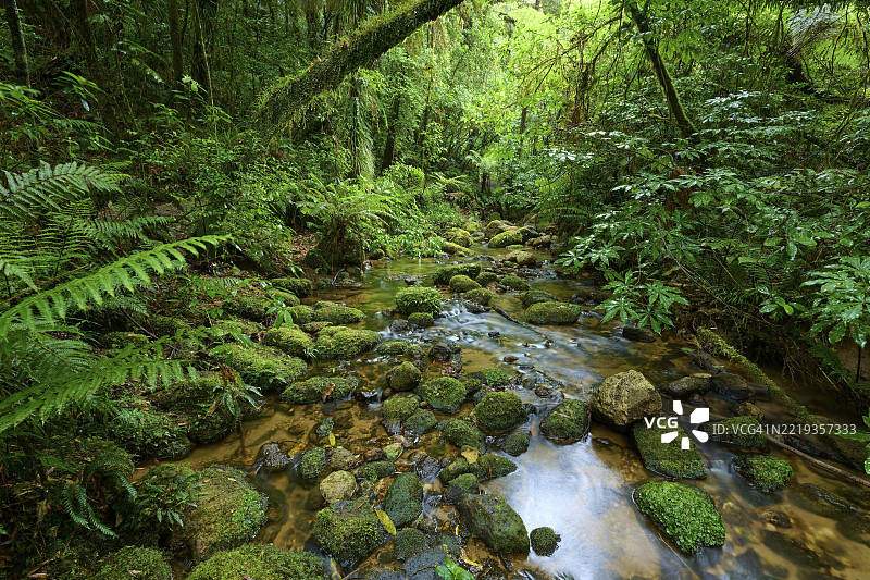 苔藓覆盖的小溪蜿蜒穿过茂密的森林，四周环绕着郁郁葱葱的绿植，瀑布步道，麦克拉伦瀑布公园，奥马纳瓦，新西兰北岛，南太平洋图片素材