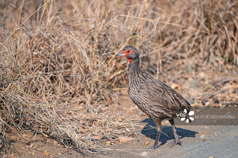 斯温森的法兰克林（Pternistis swainsonii）在干燥的草地上，克鲁格国家公园，南非，非洲图片素材