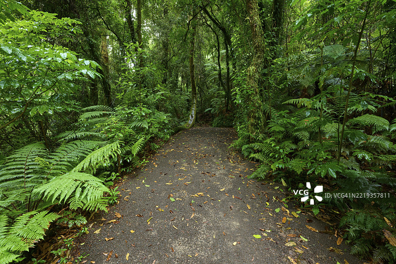 一条狭窄的小路穿过茂密的绿色蕨类植物和树叶，位于新西兰北岛的奥马纳瓦麦克拉伦瀑布公园的瀑布步道。图片素材