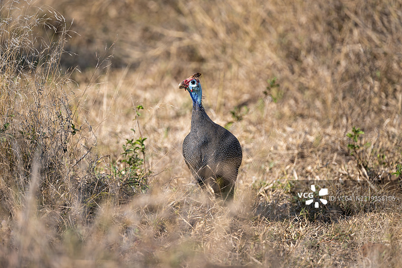 头盔珍珠鸡（Numida meleagris），在干燥的草地上，克鲁格国家公园，南非，非洲图片素材