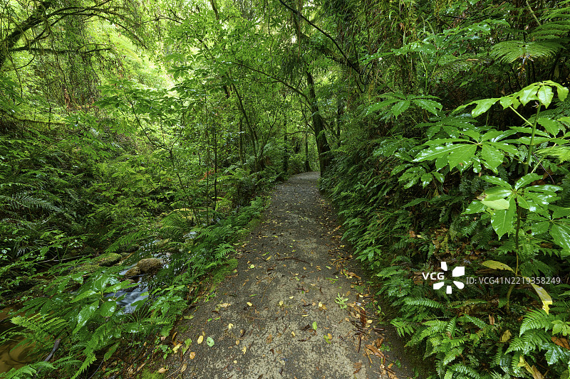 一条铺砌的小径穿过郁郁葱葱的森林，满是植物，瀑布步道，麦克拉伦瀑布公园，奥马纳瓦，新西兰北岛， 大洋洲图片素材