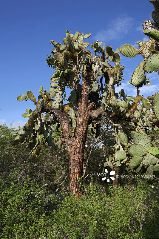 仙人掌果(Opuntia echios),位于圣克鲁斯岛的阿约拉港,厄瓜多尔,加拉帕戈斯群岛,南美洲图片素材