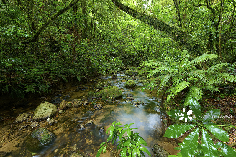 小溪流经绿意盎然的森林，伴有蕨类植物和苔藓覆盖的石头，瀑布步道，麦克拉伦瀑布公园，奥马纳瓦，新西兰北岛，南太平洋图片素材