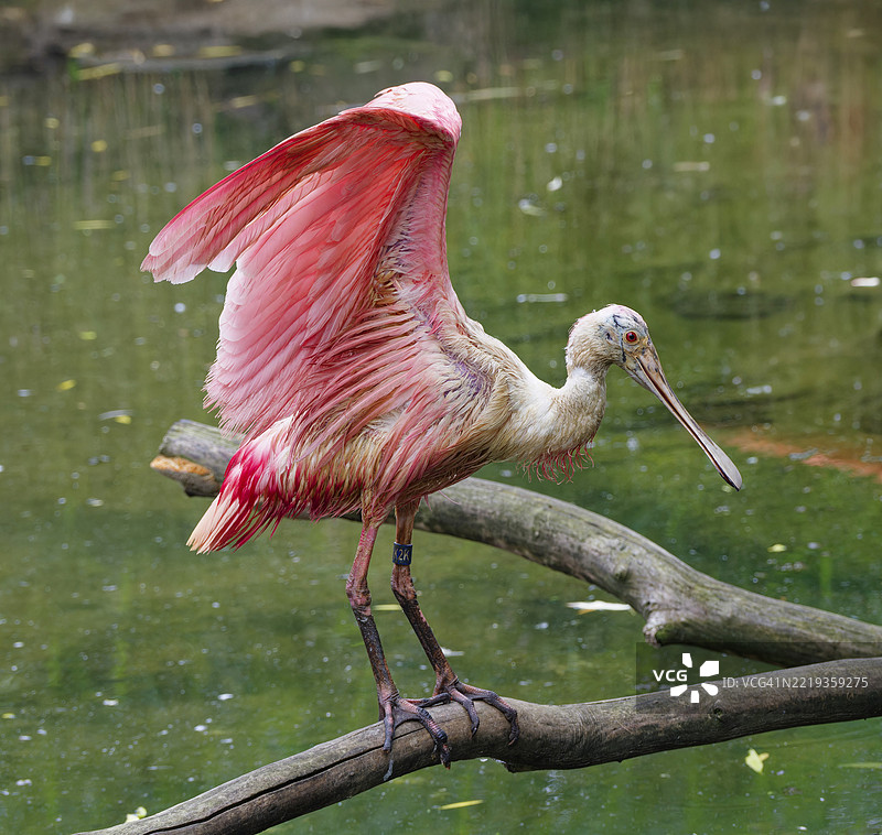玫瑰鹮（Platalea ajaja），成年，圈养，分布于南美洲的沿海地区和洪泛区图片素材