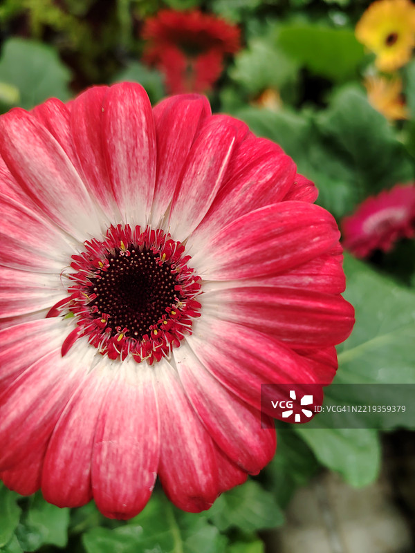 春天的花朵图片素材