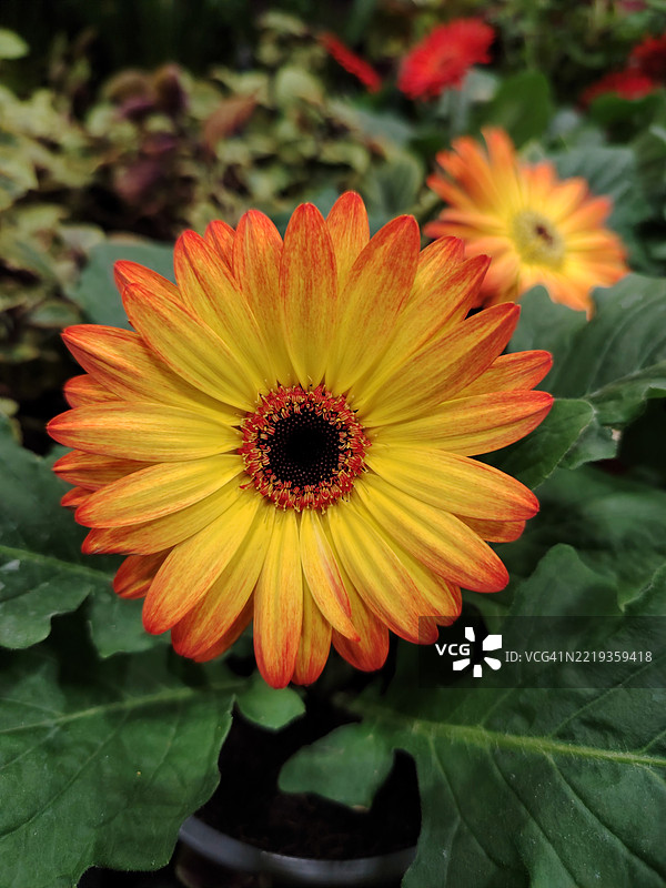 春天的花朵图片素材