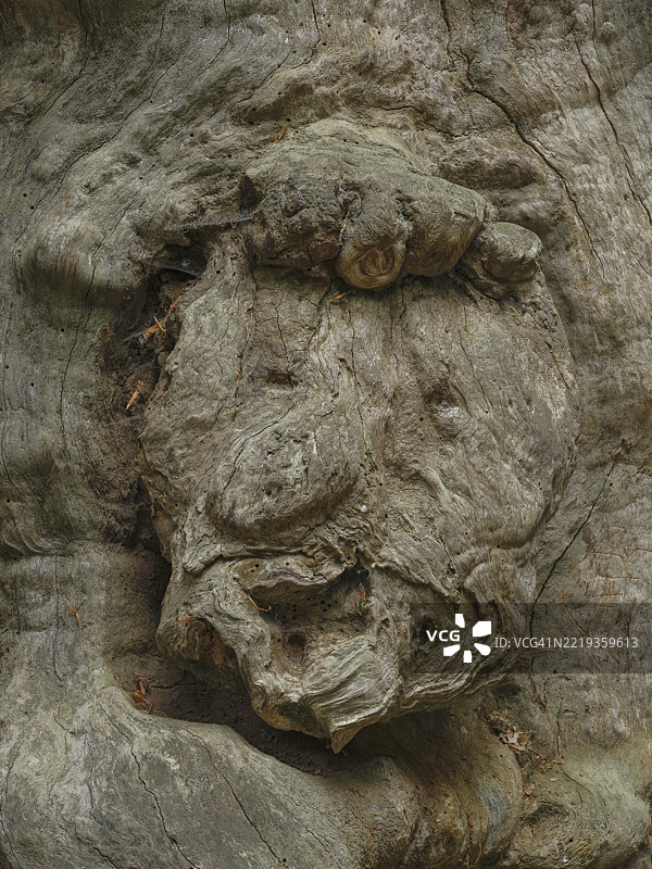 在德国黑森州霍夫基斯马尔的莱因哈德斯瓦尔德庄园的萨巴堡原始森林中，独眼巨人橡树的树皮上出现的面孔形状，树干已枯死。图片素材