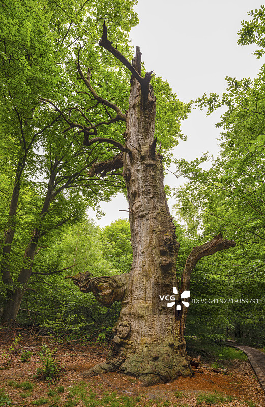 独眼巨人橡树，死去的树干，位于萨巴堡原始森林，莱因哈德斯瓦尔德地区。下部可以识别出一个面孔的形状，霍夫基斯马尔，黑森州，德国，欧洲图片素材