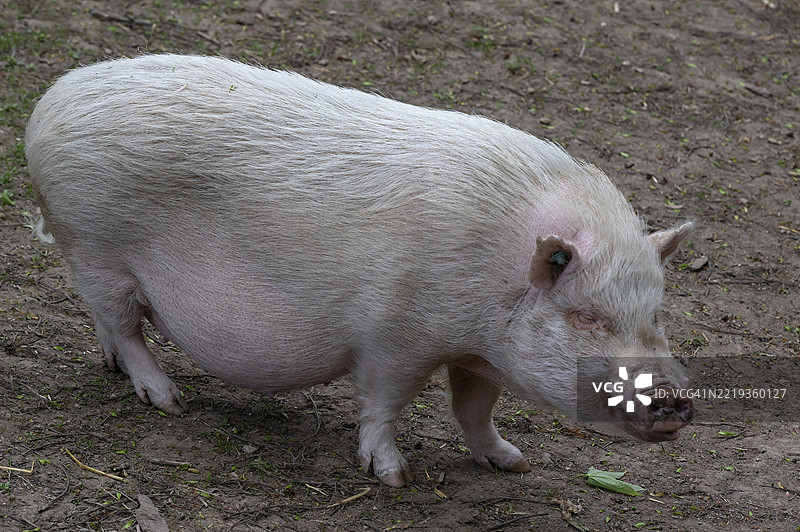 哥廷根迷你猪（家猪），野生动物园，巴伐利亚，德国，欧洲图片素材