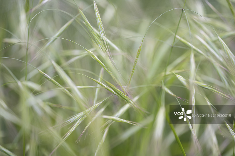 近距离特写，宏观拍摄，拍摄的是无籽雀麦，也称为鸽子雀麦、荒地雀麦或无籽雀麦。它属于禾本科（Poaceae），拍摄地点为德国巴登-符腾堡州康斯坦茨县。图片素材