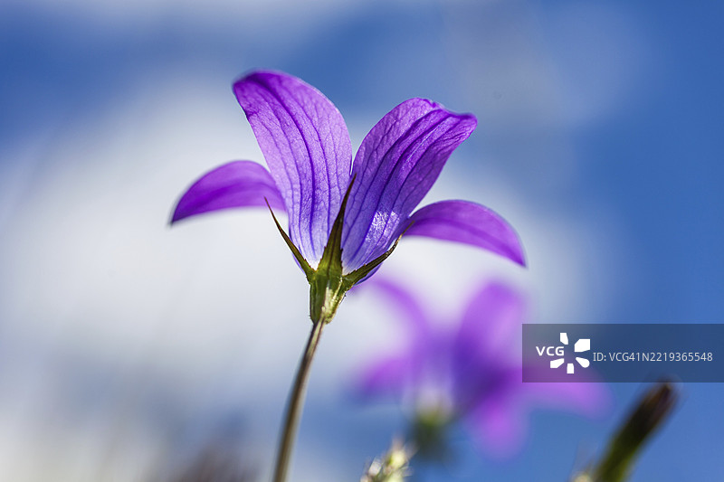 草地铃兰（Campanula patula），向上视角，拉滕，施蒂利亚，奥地利，欧洲图片素材