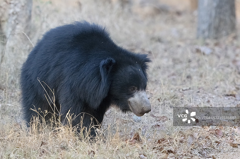 树懒熊(Melursus ursinus),熊(Ursidae),食肉动物(Carnivora),巴鲁,萨图普拉国家公园,老虎保护区,中央邦,帕赫马尔希生物圈保护区,印度,亚洲图片素材