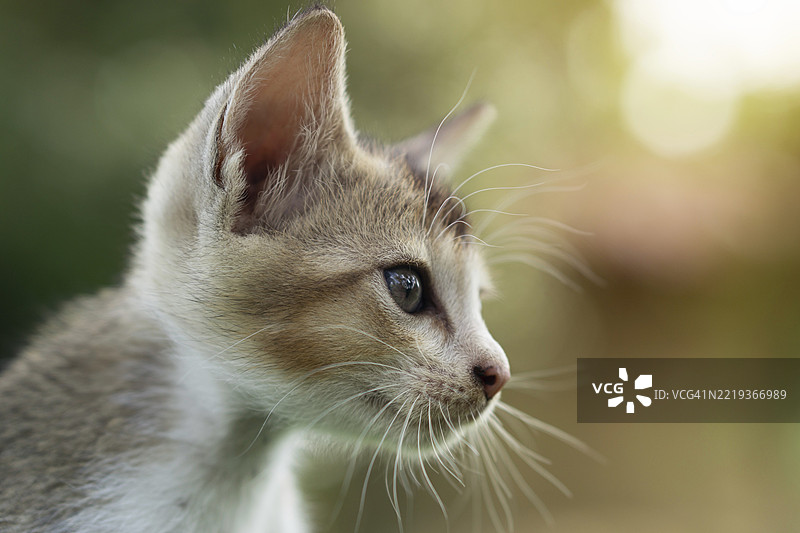 一只小猫的特写，胡须微微颤动，目光远眺，孟加拉国加济布尔，亚洲图片素材