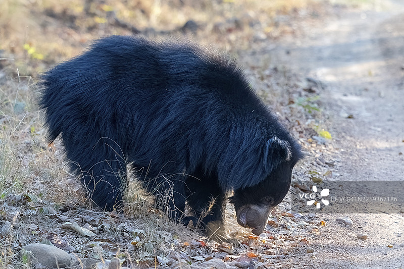 懒熊(Melursus ursinus),熊(Ursidae),食肉动物(Carnivora),巴鲁,萨图拉国家公园,老虎保护区,中央邦,帕赫马尔希生物圈保护区,印度,亚洲图片素材