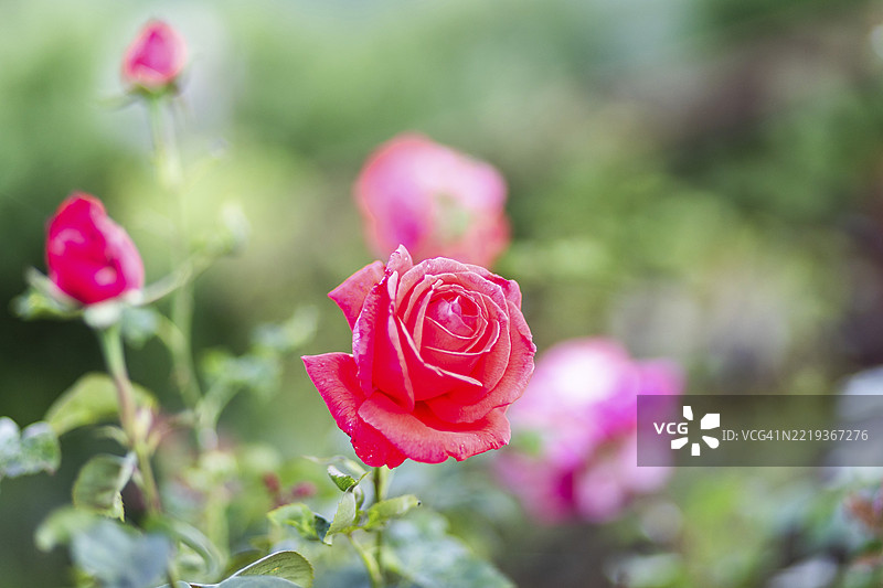 罗森，莱奥本，施蒂利亚，奥地利，欧洲图片素材
