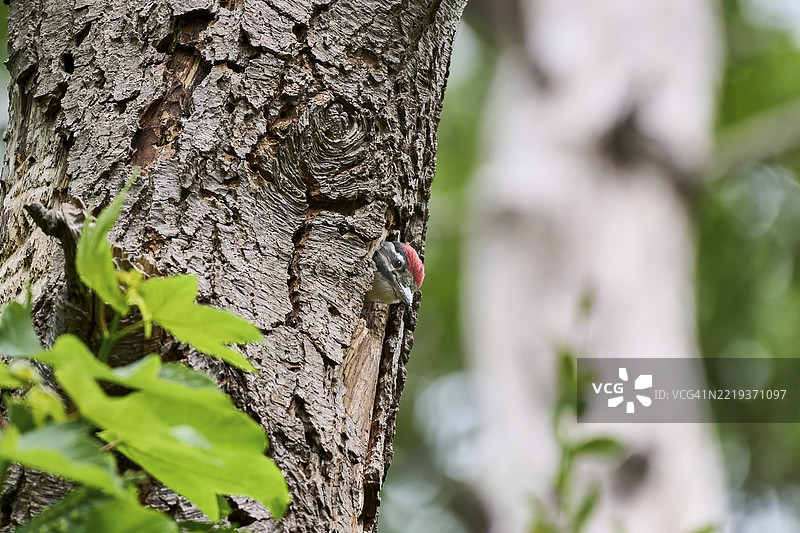 一只大斑啄木鸟(Dendrocopos major)幼鸟藏在树皮中,周围环绕着绿色的叶子,德国梅克伦堡-前波美拉尼亚州维斯马尔。图片素材
