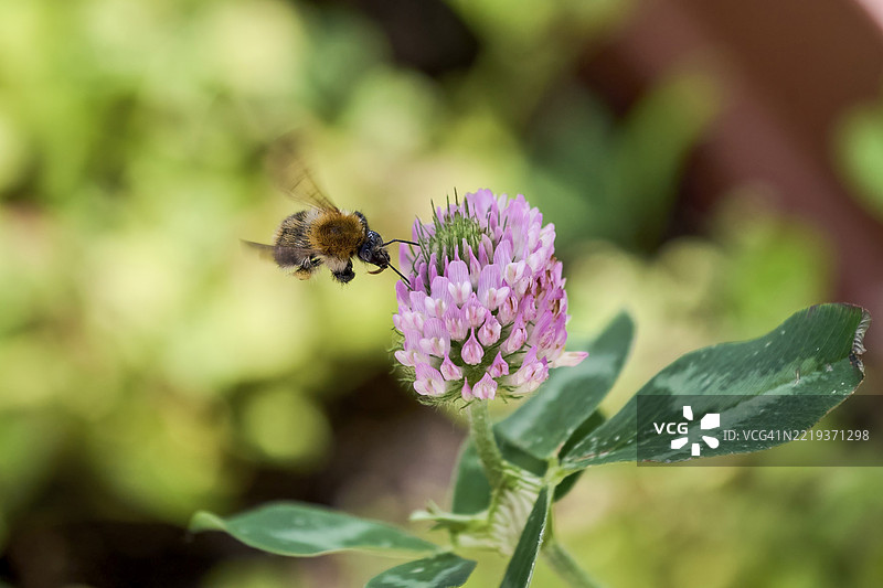 一只田野大黄蜂（Bombus pascuorum）在德国梅克伦堡-前波美拉尼亚的维斯马尔飞过一朵粉色的三叶草花以采集花蜜。图片素材