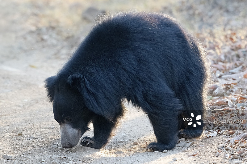 懒熊(Melursus ursinus),熊(Ursidae),食肉动物(Carnivora),巴鲁,萨图拉国家公园,老虎保护区,中央邦,帕赫马尔希生物圈保护区,印度,亚洲图片素材