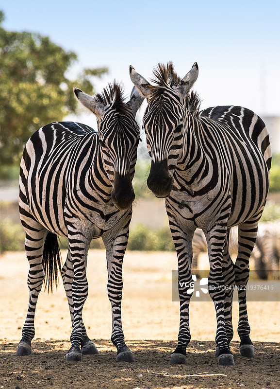 年轻的斑马图片素材