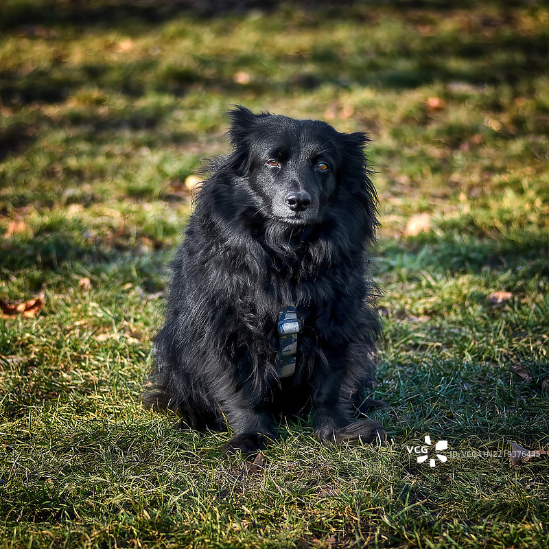 田野上的黑狗图片素材