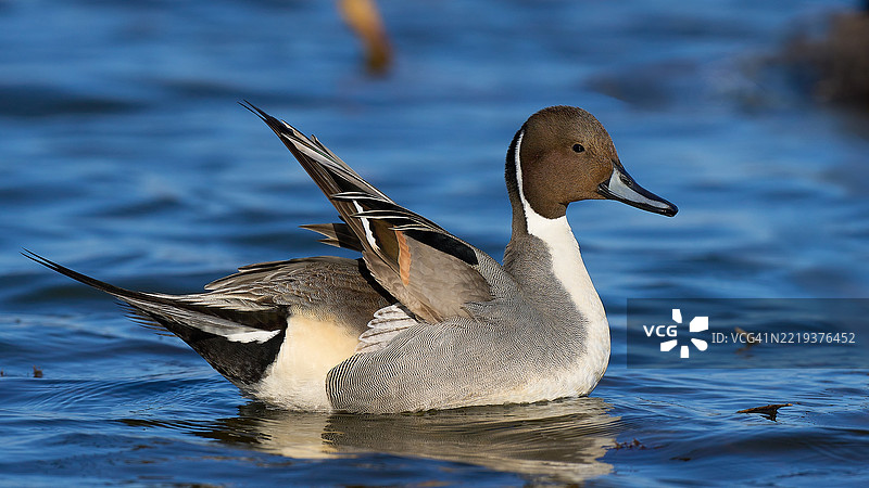北方针尾鸭图片素材