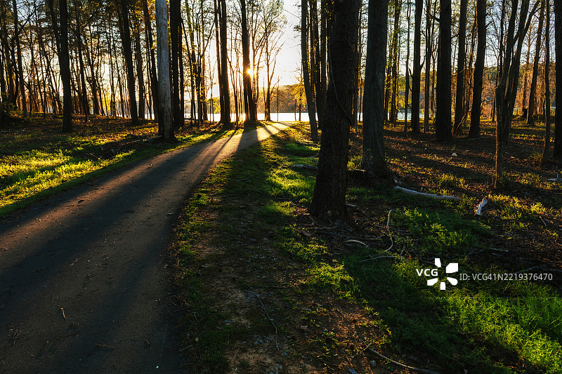 阿拉巴马州森林中的阴影，美国图片素材