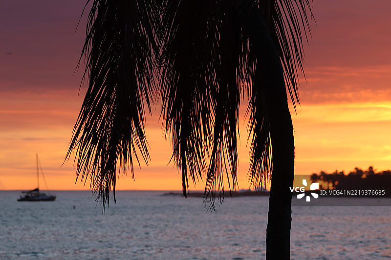 夏威夷，美国，日落时分的棕榈树剪影图片素材
