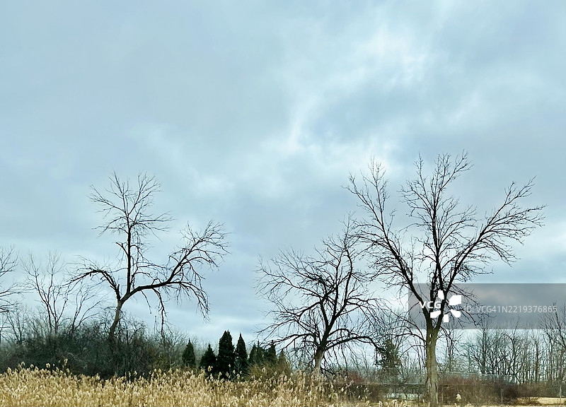 威斯康星州布鲁克菲尔德的酷炫天空与枯树图片素材