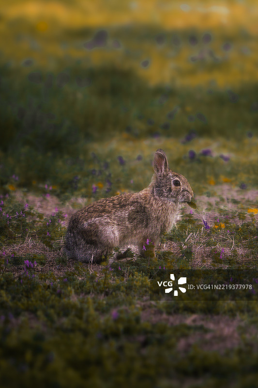 草地上的兔子特写，肖尼，堪萨斯州，美国图片素材