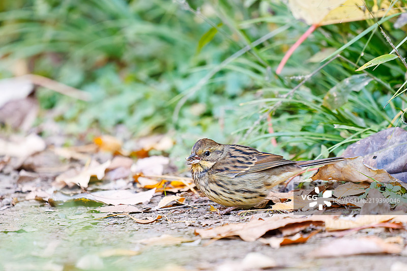 可爱的灰尾鹤鹑（Emberiza spodocephala，属于雀科）在寻找食物。图片素材